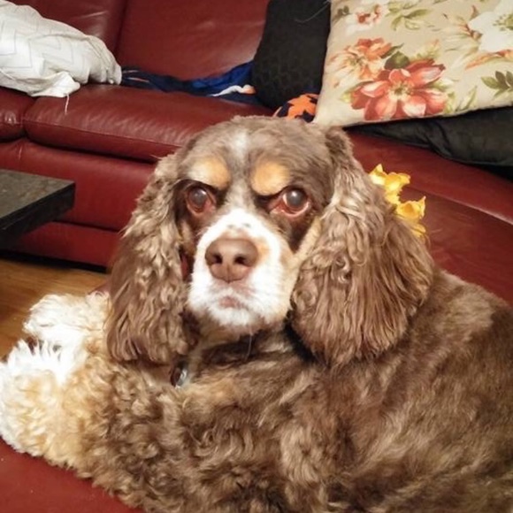 Meet your Posher, Pamela - Picture 1 of 1